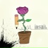 insaib