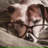 Calm Doggy, Music for Calming Dogs, Relaxmydog