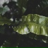 Thing