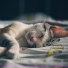 Zen, New Age, Music for Reading