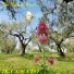 Don Pasquale Ferone