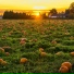 Scary Halloween Music, Halloween, Scary Sounds