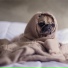 Dog Music, Jazz Music for Dogs, Music For Dogs