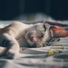 Deep Sleep FX, White Noise Relaxation, Zen