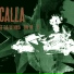 Calla