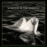 Whispers In The Shadow