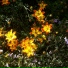 Early Garden