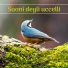 Suono degli Uccelli