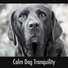 Calming Doggy Relaxation