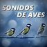 Sonidos de Aves, Reiki, Reiki Tribe