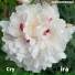 olliray