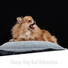 Calming Doggy Sleep