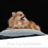 Calming Doggy Sleep