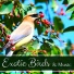 Bird Songs Nature Music Specialists
