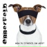 Ebberfeld