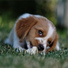 Sleepy Dogs, Relaxmydog, Jazz Music for Dogs
