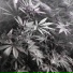 Cali