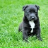 Music For Dogs, Sleepy Dogs, Music for Dog's Ears