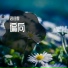 洛诗霖