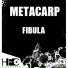 Metacarp