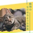 純粋な動物