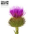 Callum Beattie