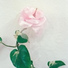 Delicate Features