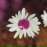 FLOWERR BOY