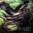 MOAT