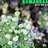 Romanraa