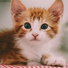 Cat Music, Jazz Music Therapy For Cats, RelaxMyCat