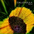 Callendula