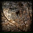 Yggdrasil Records