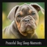 Dog Sleep Zone