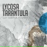 Lycosa Tarantula
