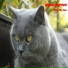 mycatisgreen
