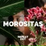 Morositas