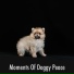 Doggy Sleep Relaxation