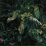 Domiheormulataxim