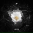 Avicii feat. Aluna