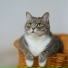 Cat Music, Music For Cats, RelaxMyCat