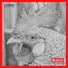 Loris