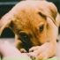 Dog Music, Sleepy Dogs, Relaxmydog