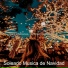 Soleado Musica de Navidad