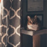 Music For Cats, Cat Music, Jazz Music for Cats