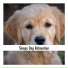 Calming Doggy Sleep