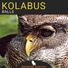 Kolabus