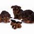 Pet Care Club, Calm Doggy, Relaxing Music for Dogs