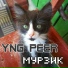 Yng PEER