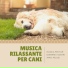 Cani Accessori